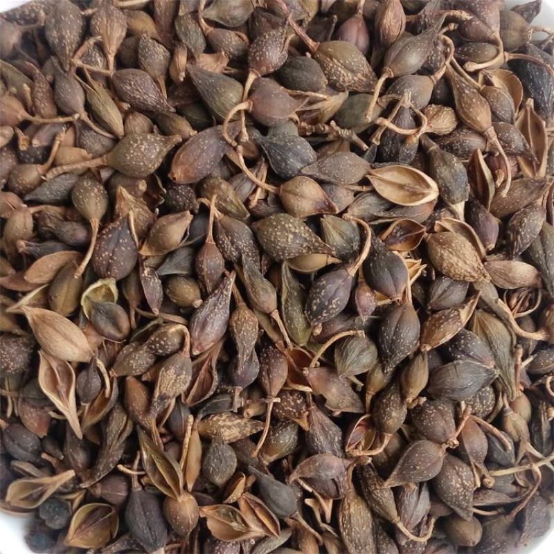连翘水煮货青翘黄翘连量大从优一手货源