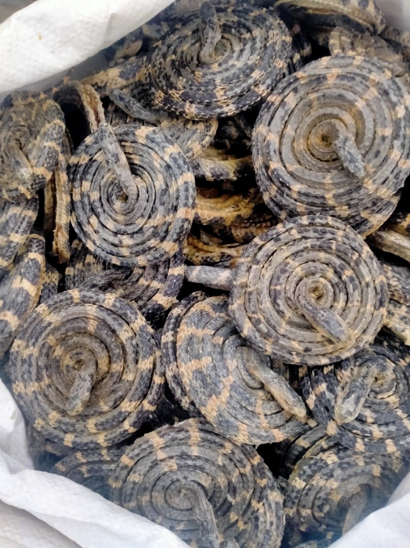 白花蛇正宗保真正品，白花蛇批发零售价格优，欢迎朋友们选购