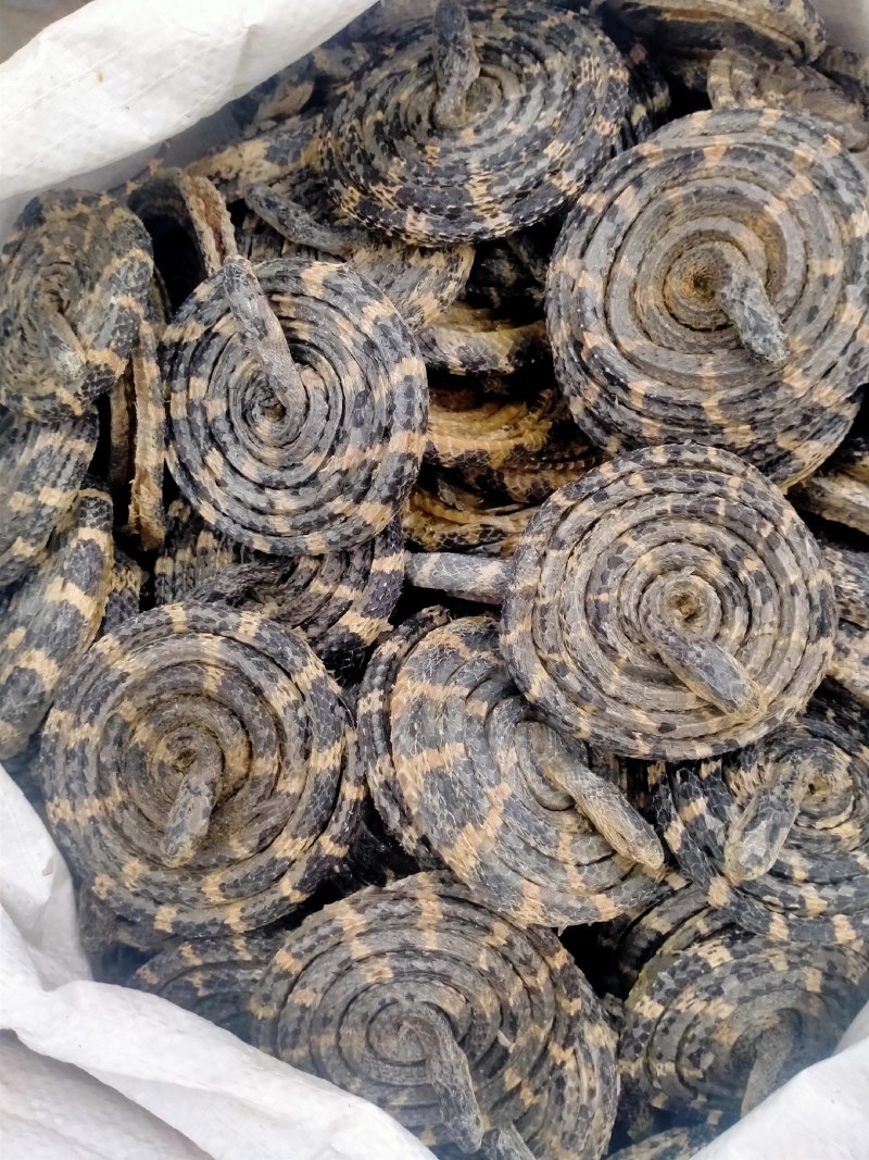 白花蛇正宗保真正品，白花蛇批发零售价格优，欢迎朋友们选购