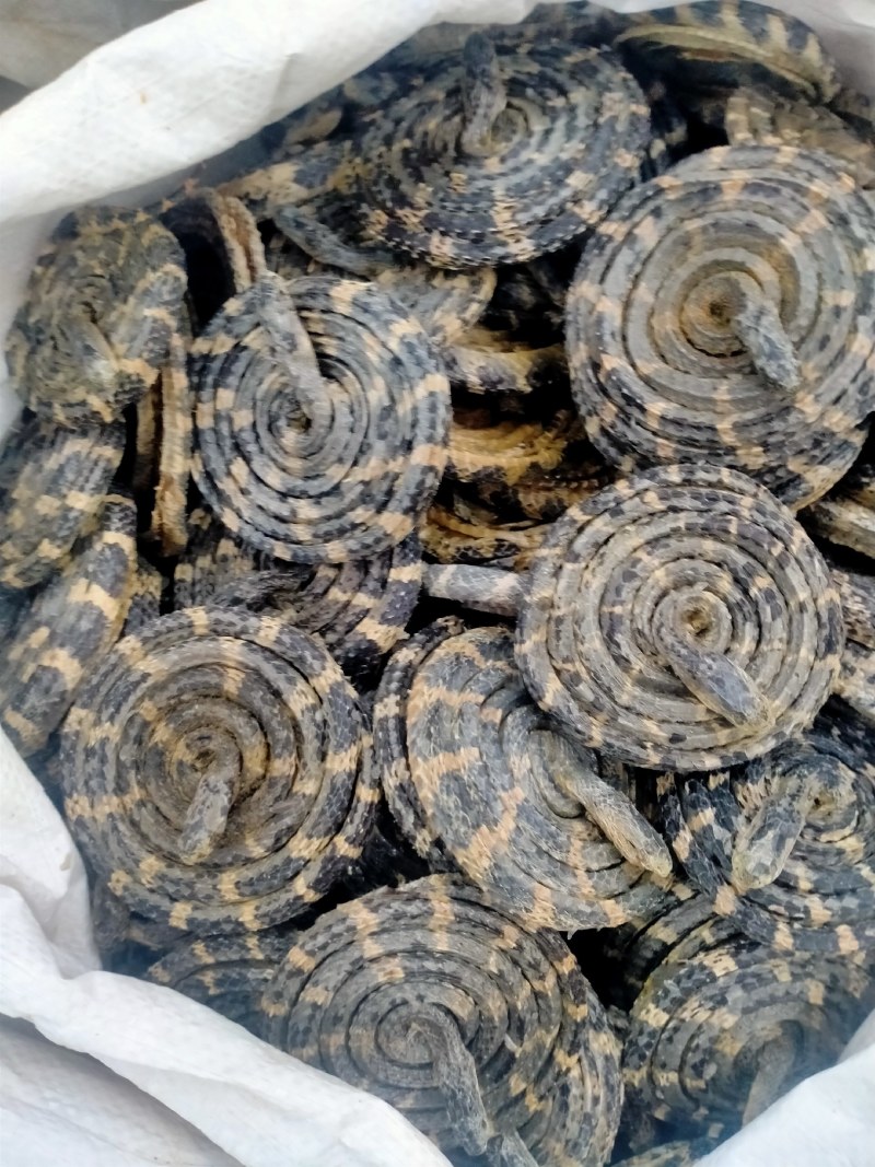 白花蛇正宗保真正品，白花蛇批发零售价格优，欢迎朋友们选购