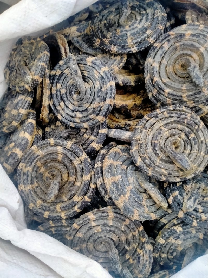 白花蛇正宗保真正品，白花蛇批发零售价格优，欢迎朋友们选购