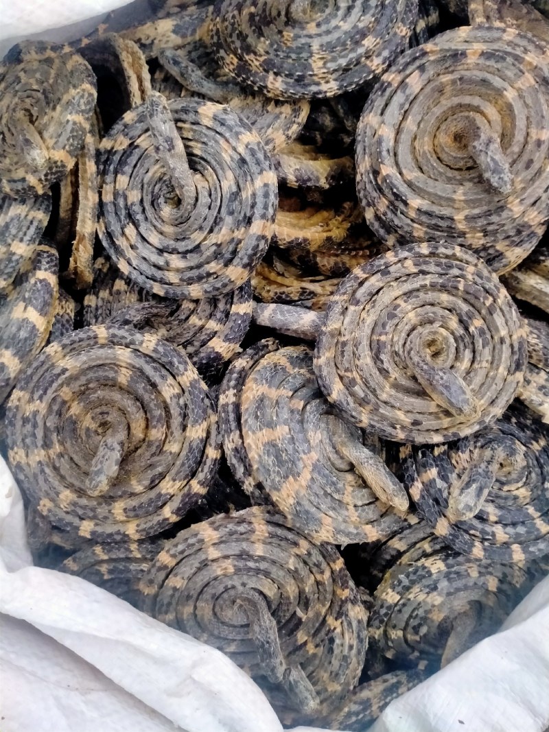 白花蛇正宗保真正品，白花蛇批发零售价格优，欢迎朋友们选购