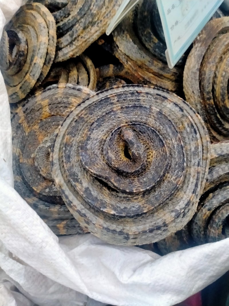 白花蛇正宗保真正品，白花蛇批发零售价格优，欢迎朋友们选购