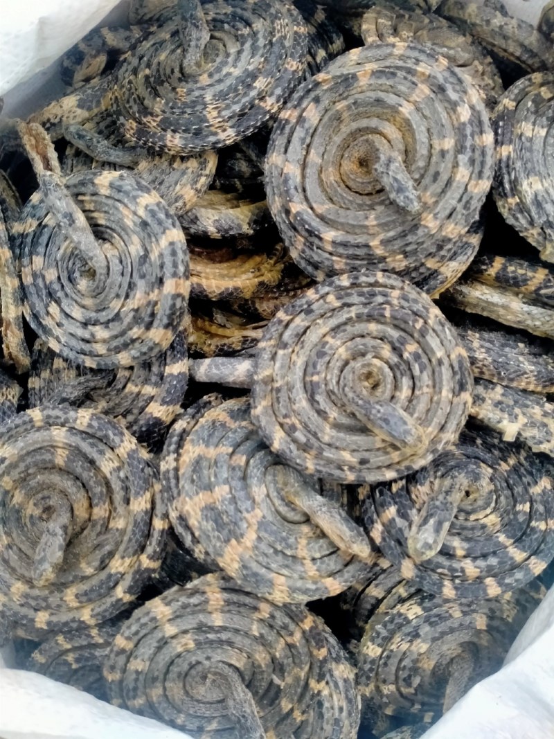 白花蛇正宗保真正品，白花蛇批发零售价格优，欢迎朋友们选购