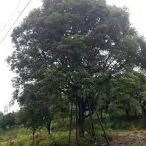 大型桂花树