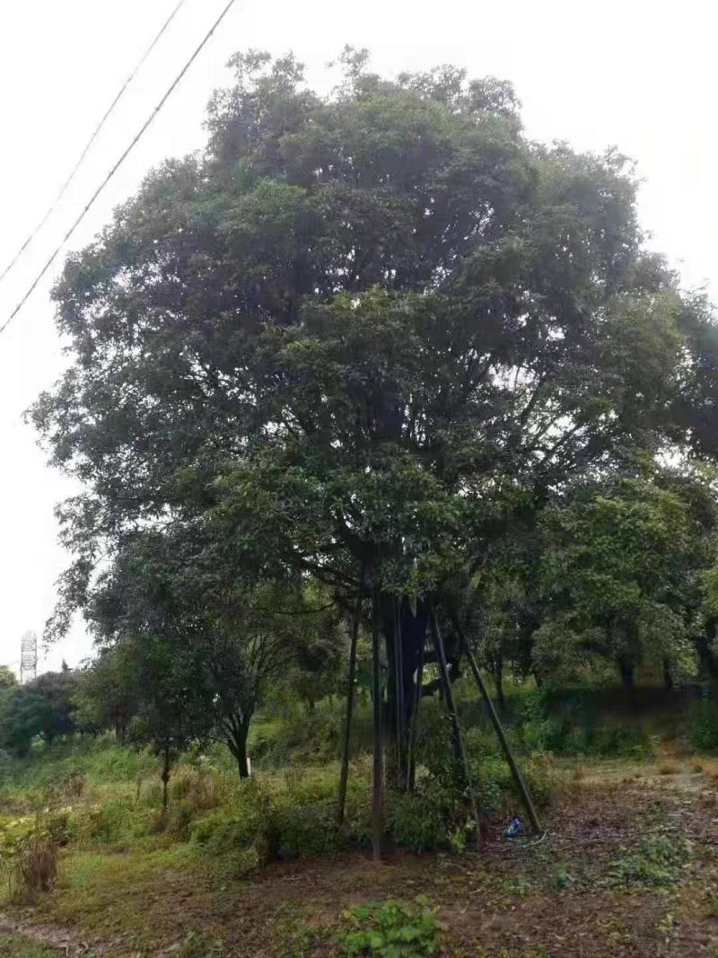 大型桂花树