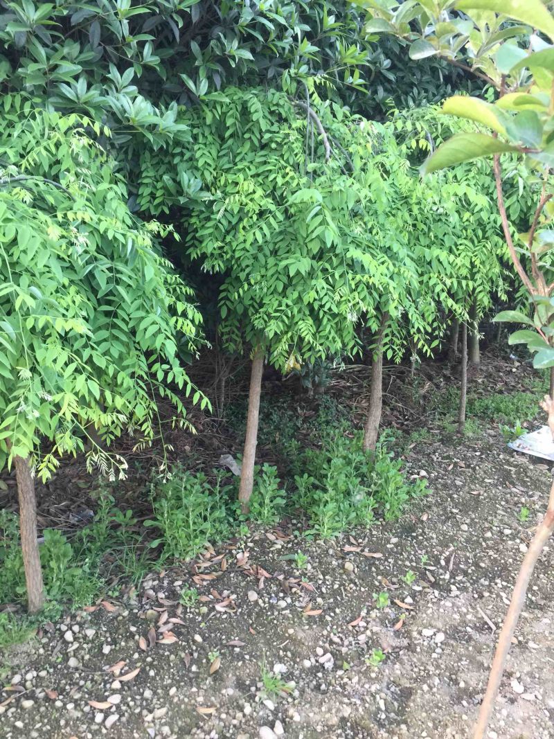垂槐树苗木及桩头6公分从上欢迎有看上的老板可实地看货。