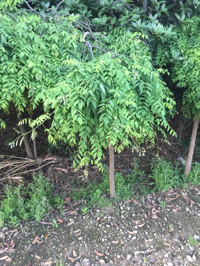 垂槐树苗木及桩头6公分从上欢迎有看上的老板可实地看货。