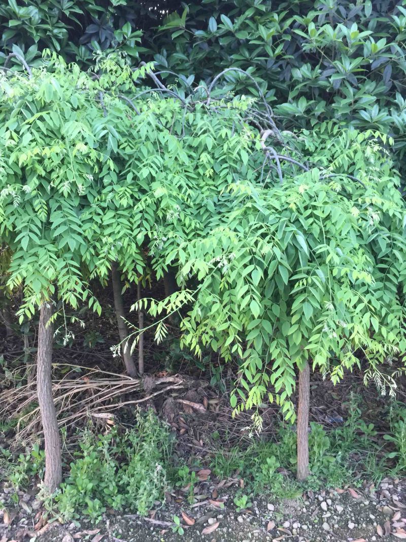 垂槐树苗木及桩头6公分从上欢迎有看上的老板可实地看货。