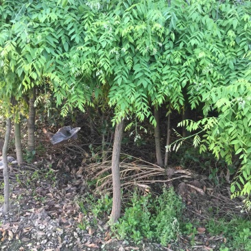垂槐树苗木及桩头6公分从上欢迎有看上的老板可实地看货。