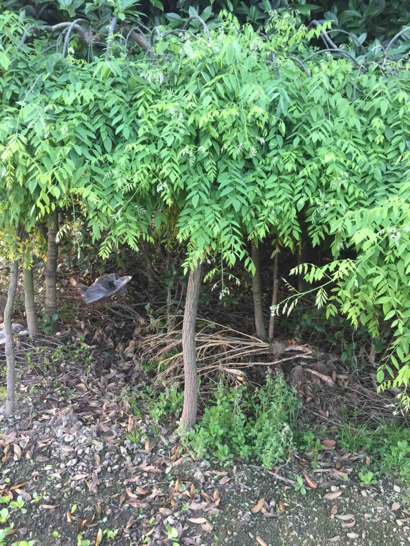 垂槐树苗木及桩头6公分从上欢迎有看上的老板可实地看货。