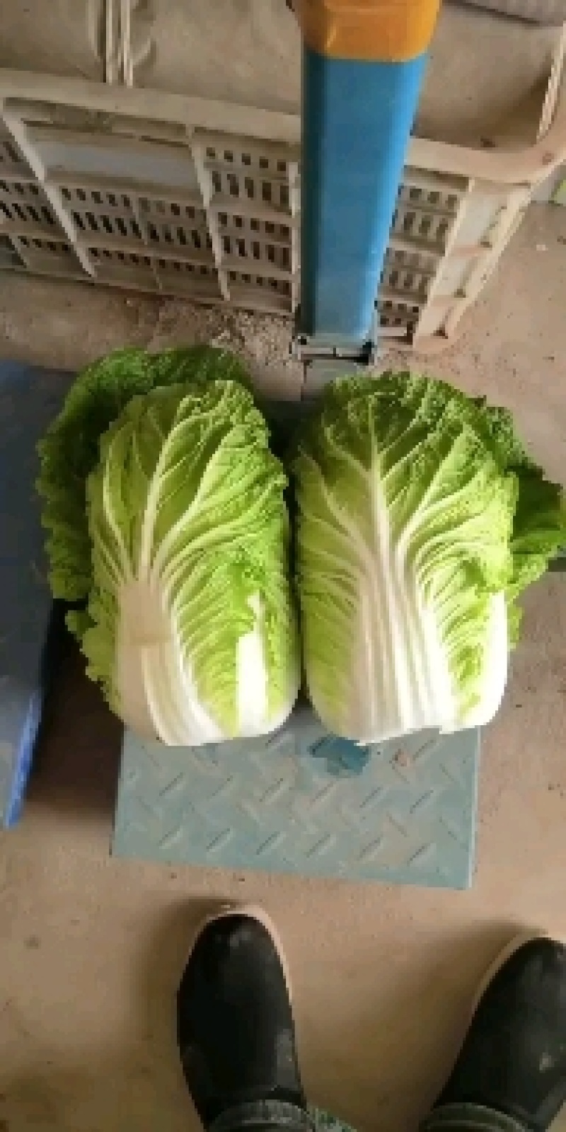 黄心大白菜