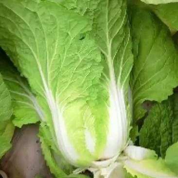 黄心大白菜