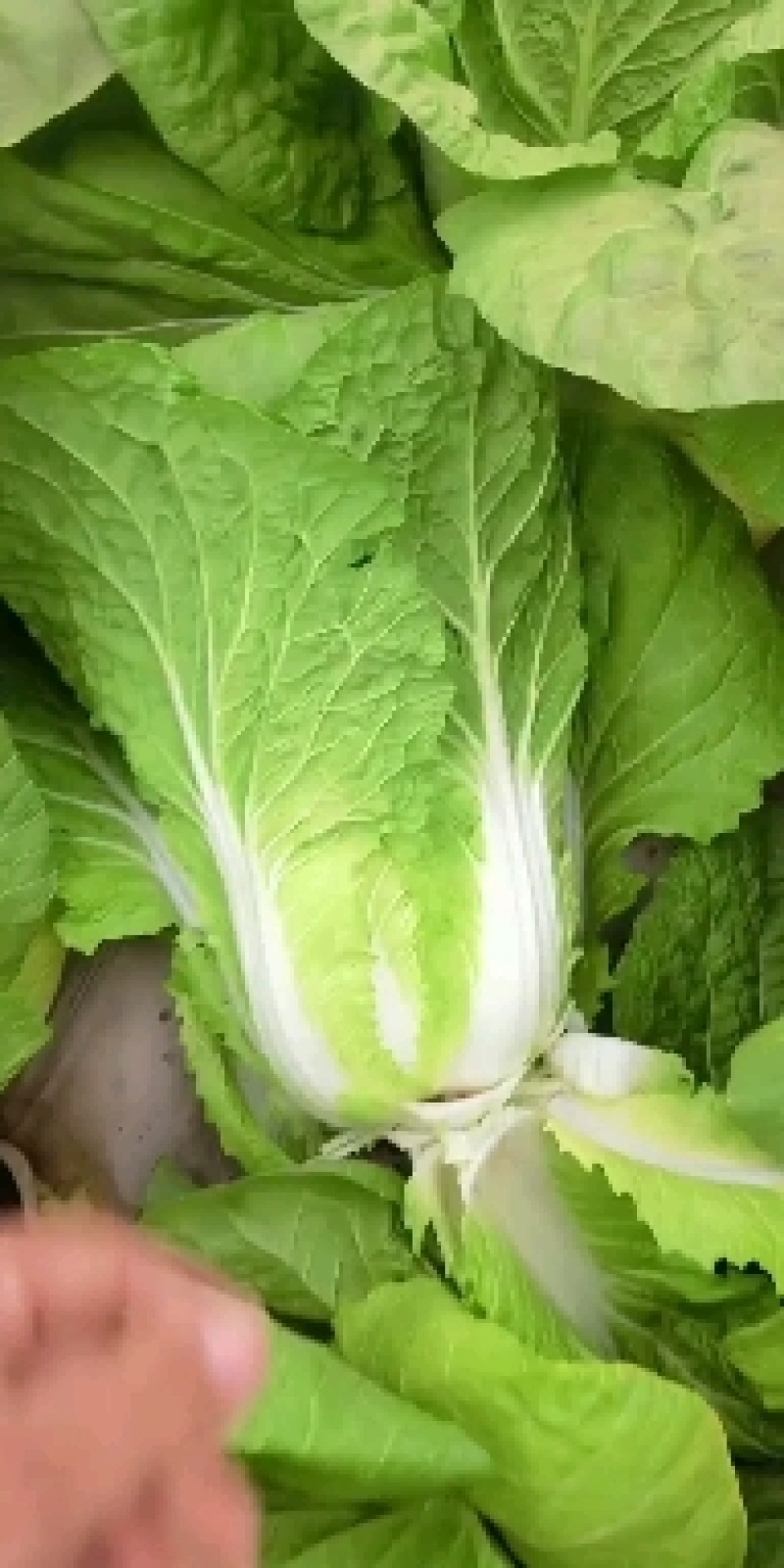 黄心大白菜