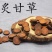 同仁堂中药材炙甘草中药材特级炒制甘草片同仁
