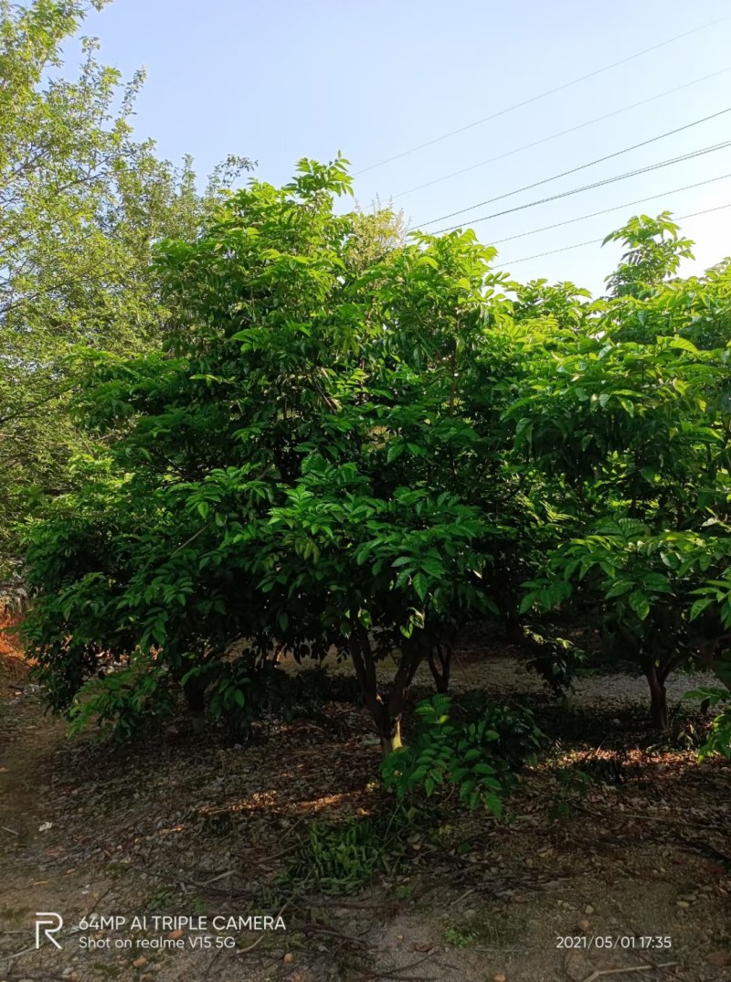 果树出售