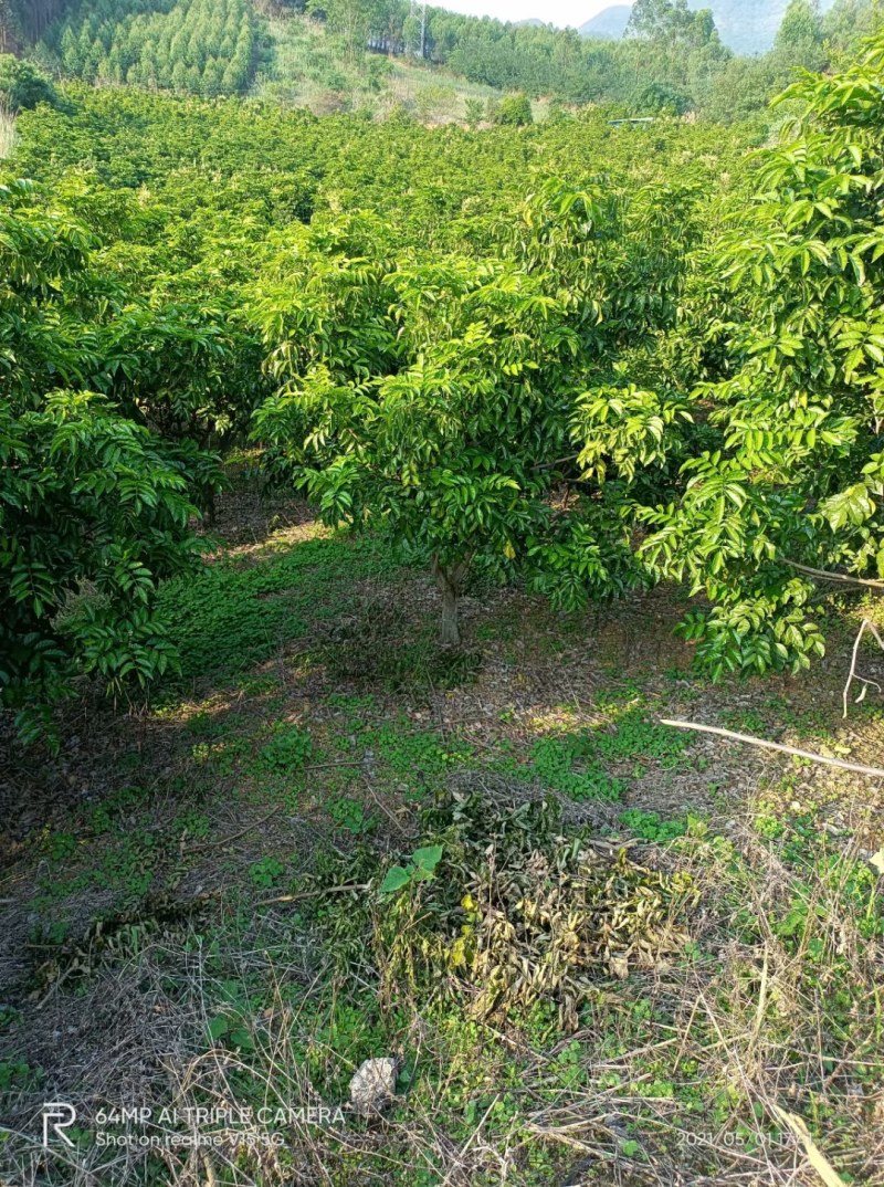 果树出售