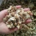 中药材菊花药用河北菊花河北白菊花批发各种中药材量大从