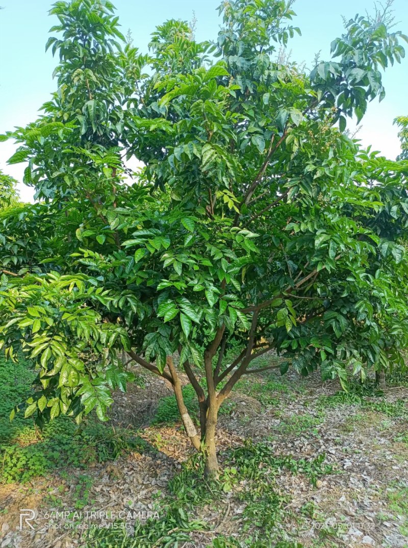 果树出售