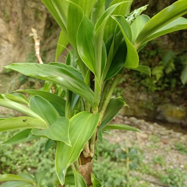 闭鞘姜，水蕉花，广商陆。有需要的联系。