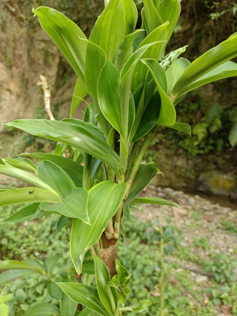 闭鞘姜，水蕉花，广商陆。有需要的联系。