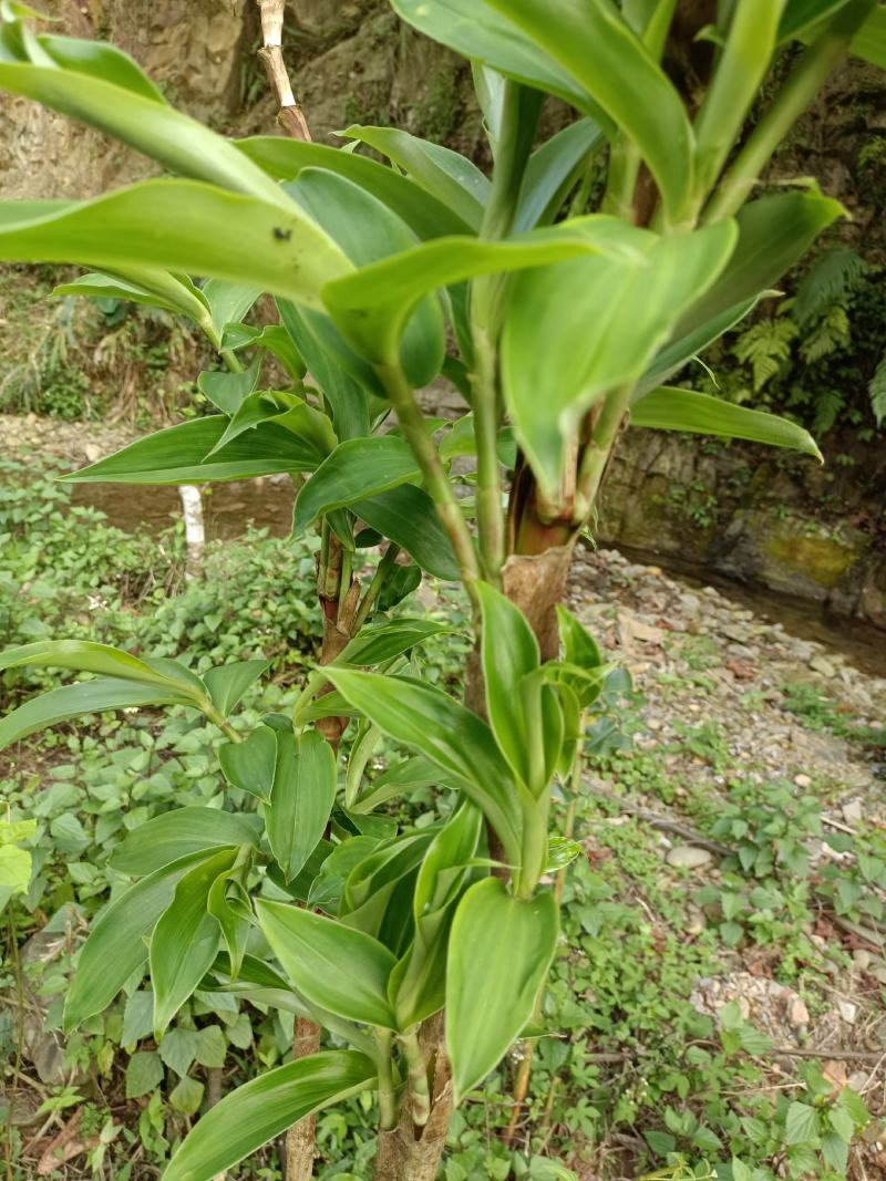 闭鞘姜，水蕉花，广商陆。有需要的联系。