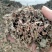 仙鹤草，大货批发一手货源产地直销，品质好，价格优