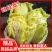 娃娃菜，无虫眼，无烧心，精品娃娃菜，大小都有，规格全！