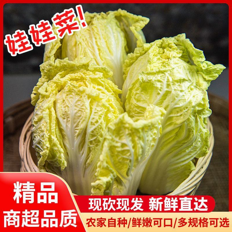 娃娃菜，无虫眼，无烧心，精品娃娃菜，大小都有，规格全！
