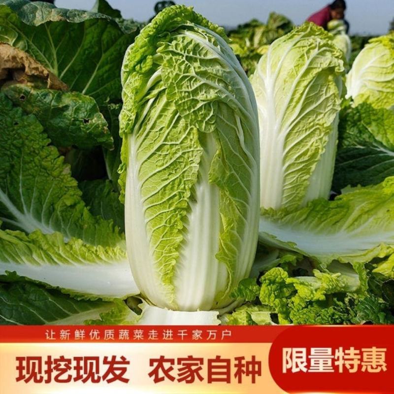 娃娃菜，无虫眼，无烧心，精品娃娃菜，大小都有，规格全！