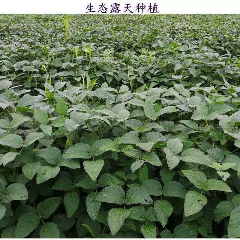 毛豆，18~24克大荚翠绿宝，产地直发，绿宝石毛豆，速抢