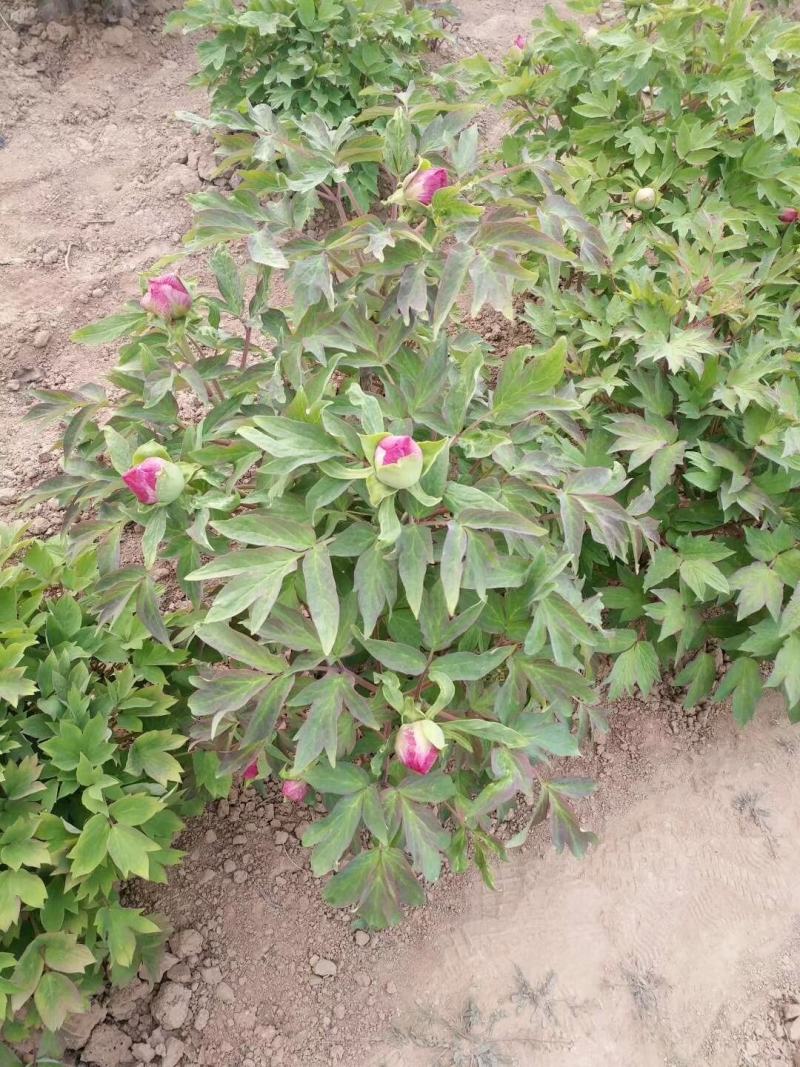 牡丹切花，牡丹鲜切花，红色的粉色系的黑色的