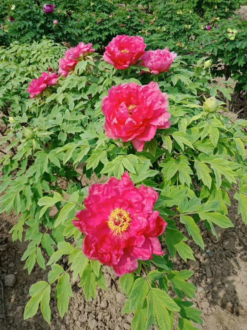 牡丹切花，牡丹鲜切花，红色的粉色系的黑色的