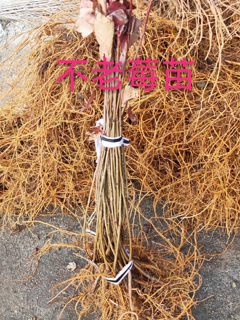 不老莓，结果鲜食黑果花楸苗，不老莓果可以泡酒，鲜食品质好
