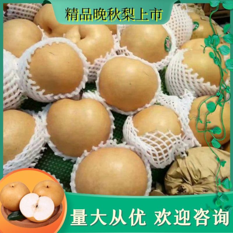 秋月梨河北省赵县产地直销品质好优质赵县晚秋梨脆甜爽口