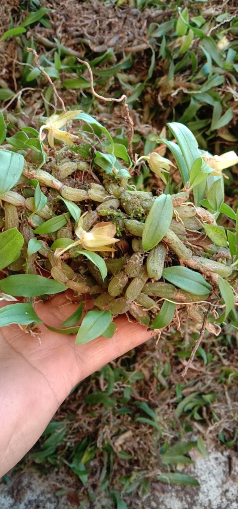 石橄榄单叶小果石米小羊耳蒜