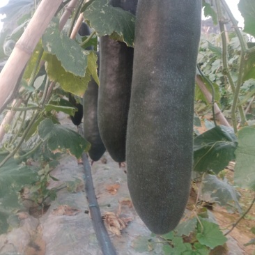 吊黑皮冬瓜