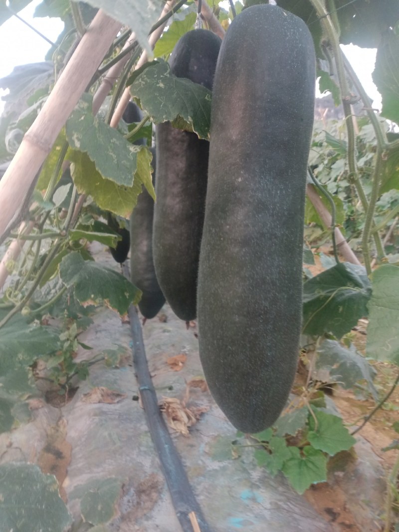 吊黑皮冬瓜