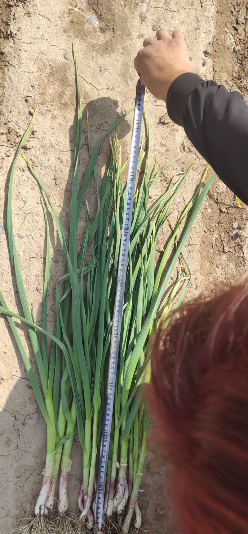 红根蒜与白根蒜大量上市走货欢迎新老客户抓紧与我联系