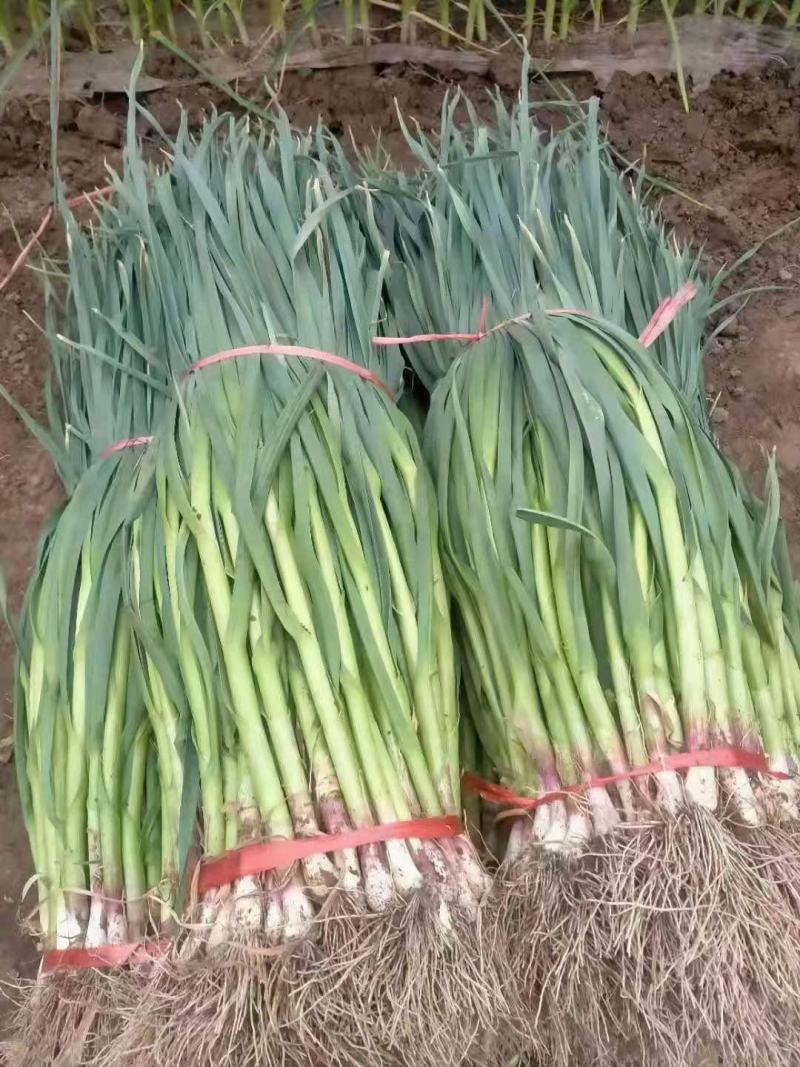 红根蒜与白根蒜大量上市走货欢迎新老客户抓紧与我联系