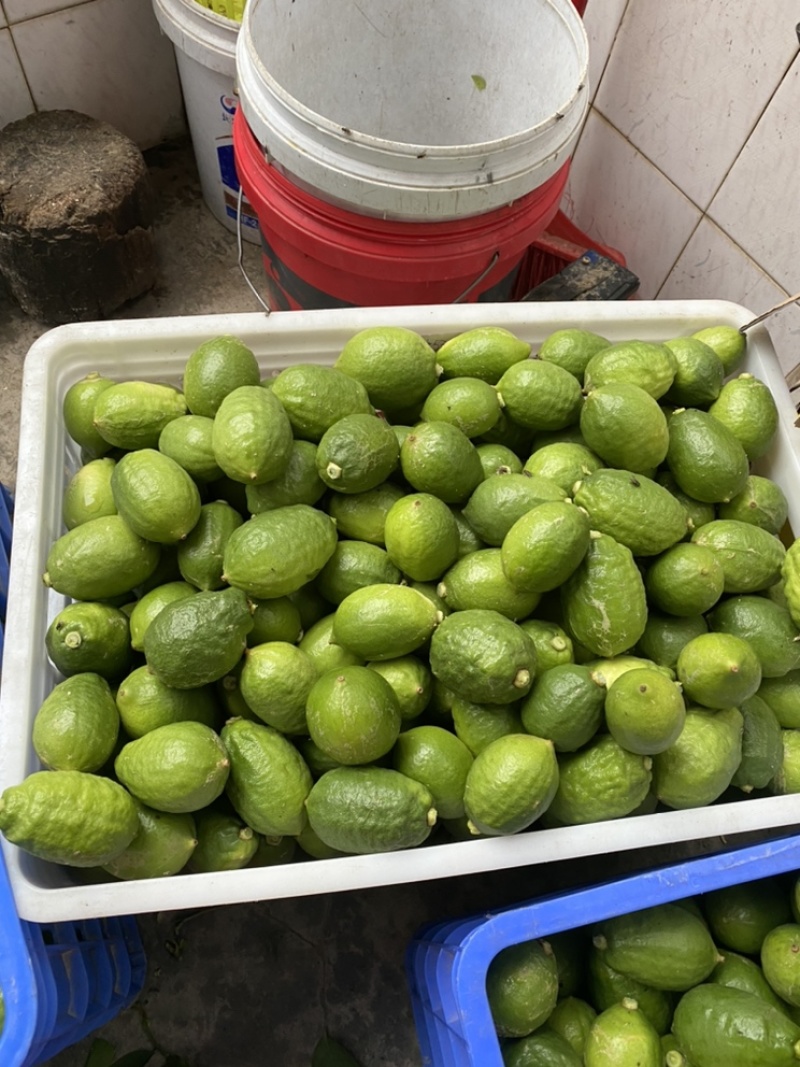3号摘果有需要的老板联系我提前做好计划