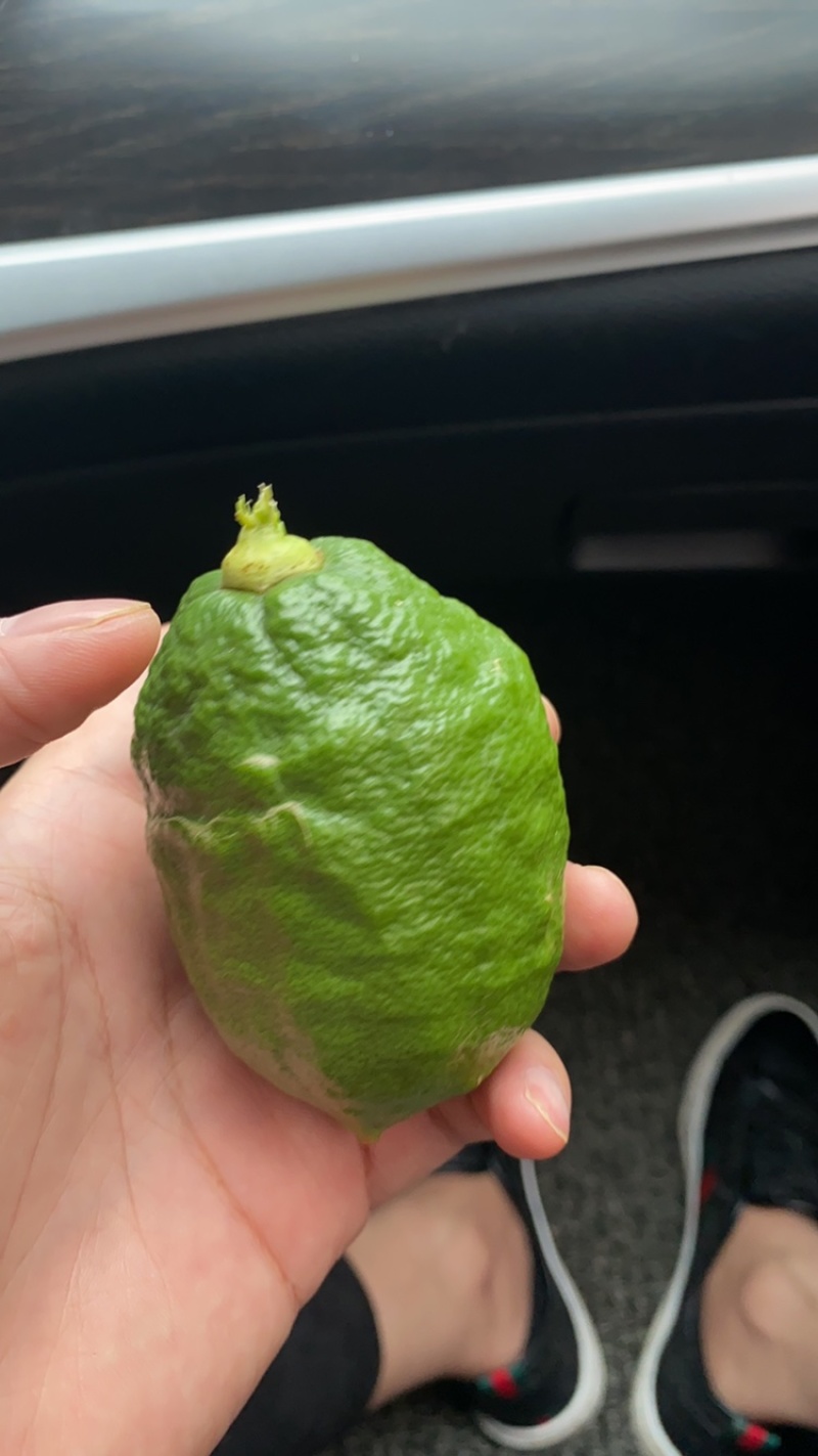 3号摘果有需要的老板联系我提前做好计划