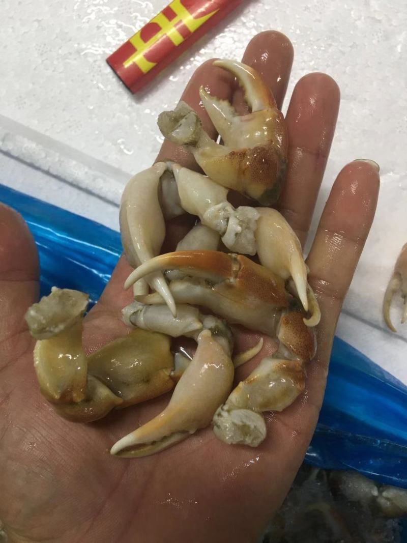 珊瑚蟹脚