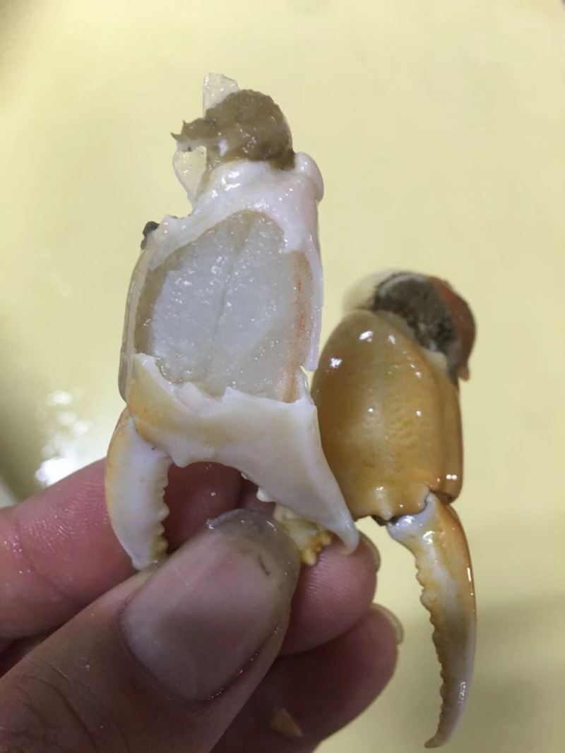 珊瑚蟹脚
