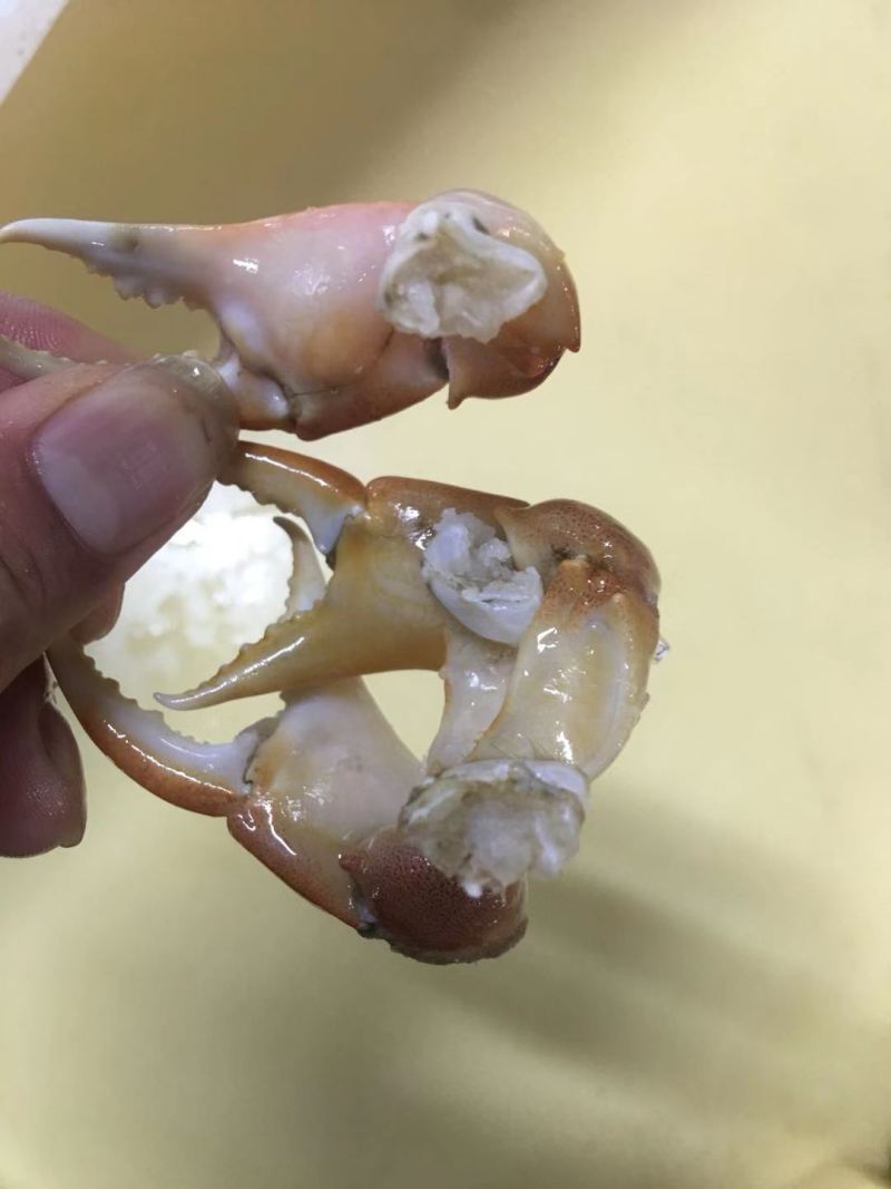 珊瑚蟹脚
