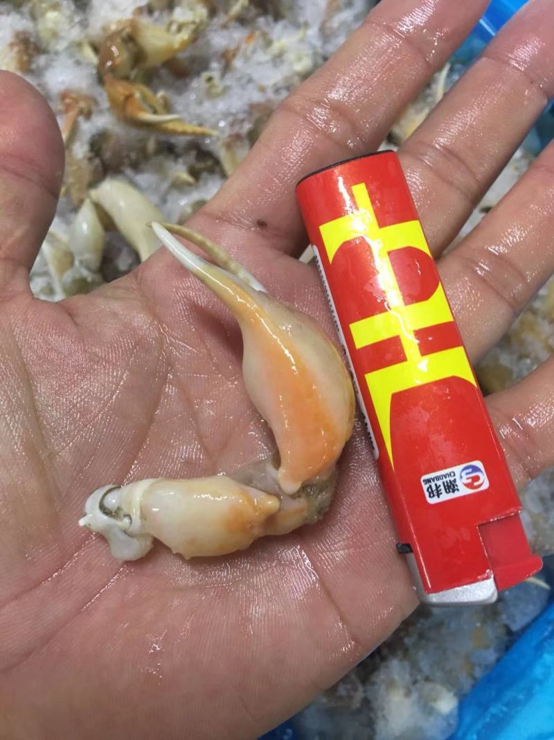 珊瑚蟹脚