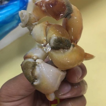 珊瑚蟹脚