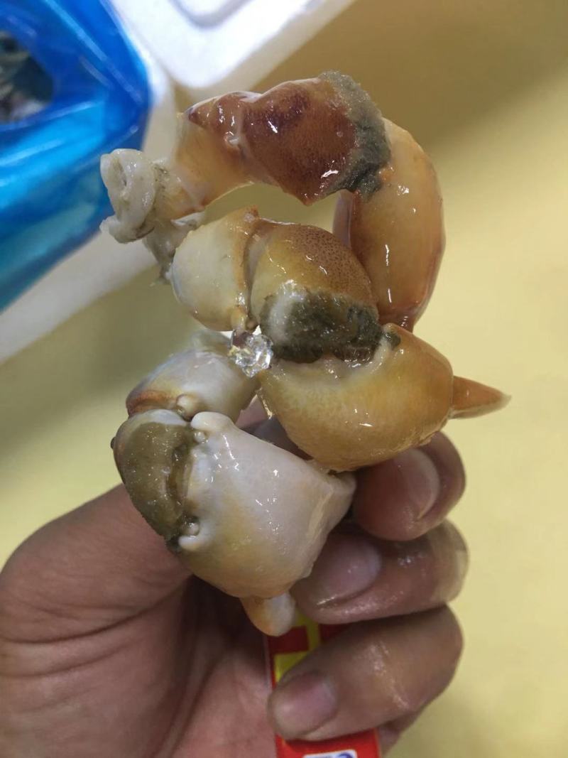 珊瑚蟹脚