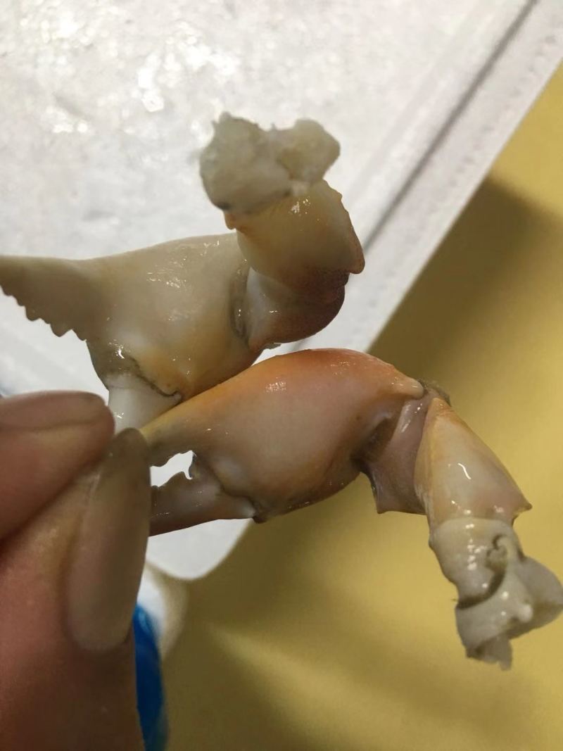 珊瑚蟹脚