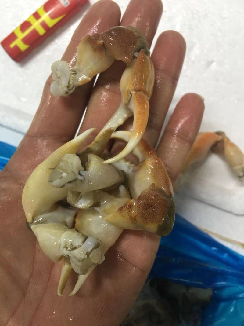 珊瑚蟹脚